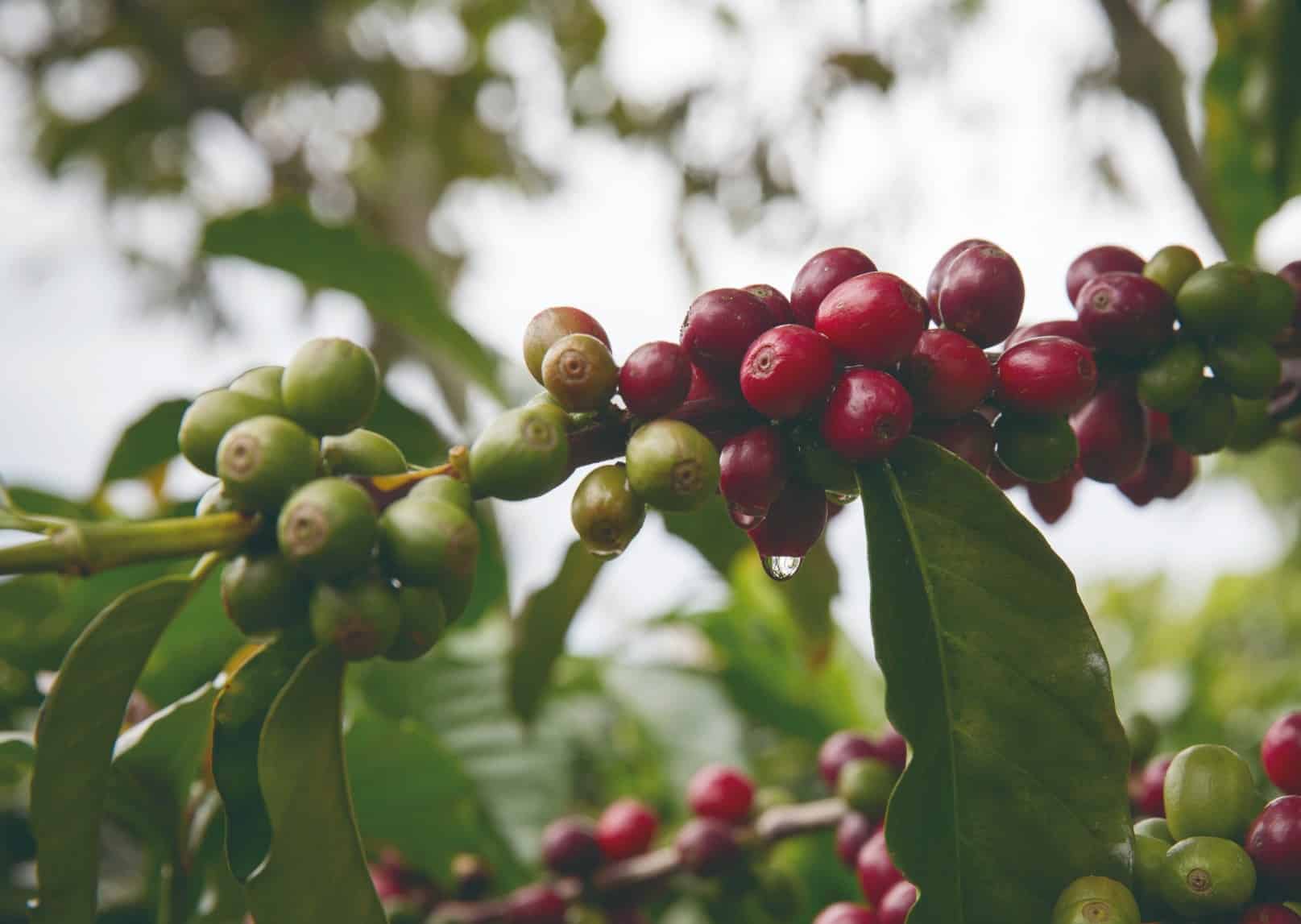 Teppi Green Coffee & Kirubel Farming : Agriculture